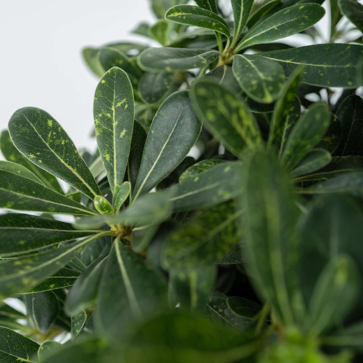 Pittospore du Japon - Pittosporum tobira nanum - Hauteur 30-40cm - ⌀19cm