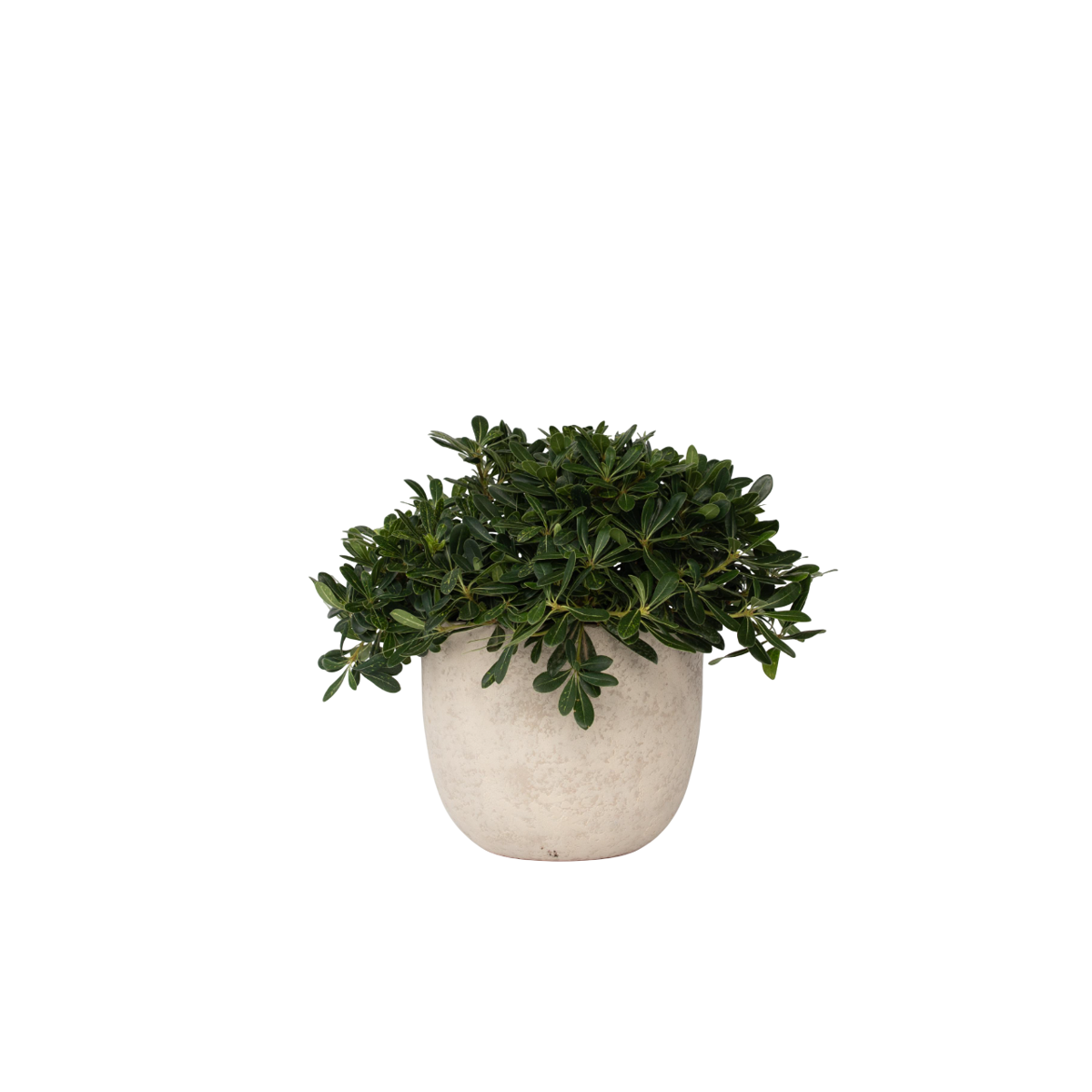 Pittospore du Japon - Pittosporum tobira nanum - Hauteur 30-40cm - ⌀19cm