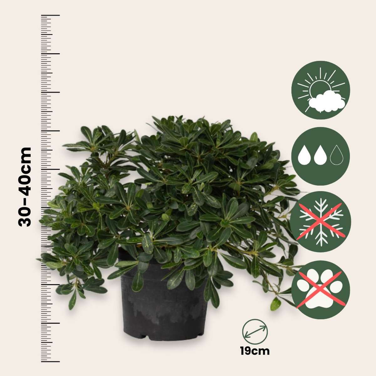 Pittospore du Japon - Pittosporum tobira nanum - Hauteur 30-40cm - ⌀19cm