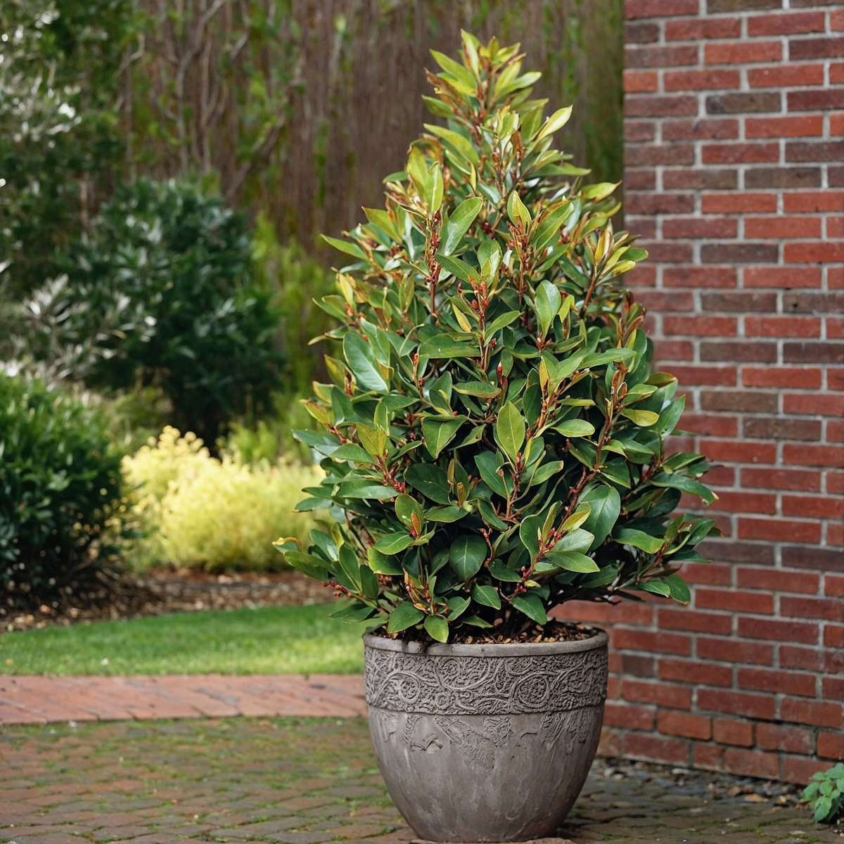 Laurier noble - Laurus nobilis - Hauteur 90-100cm - ⌀21cm - TD Plantz