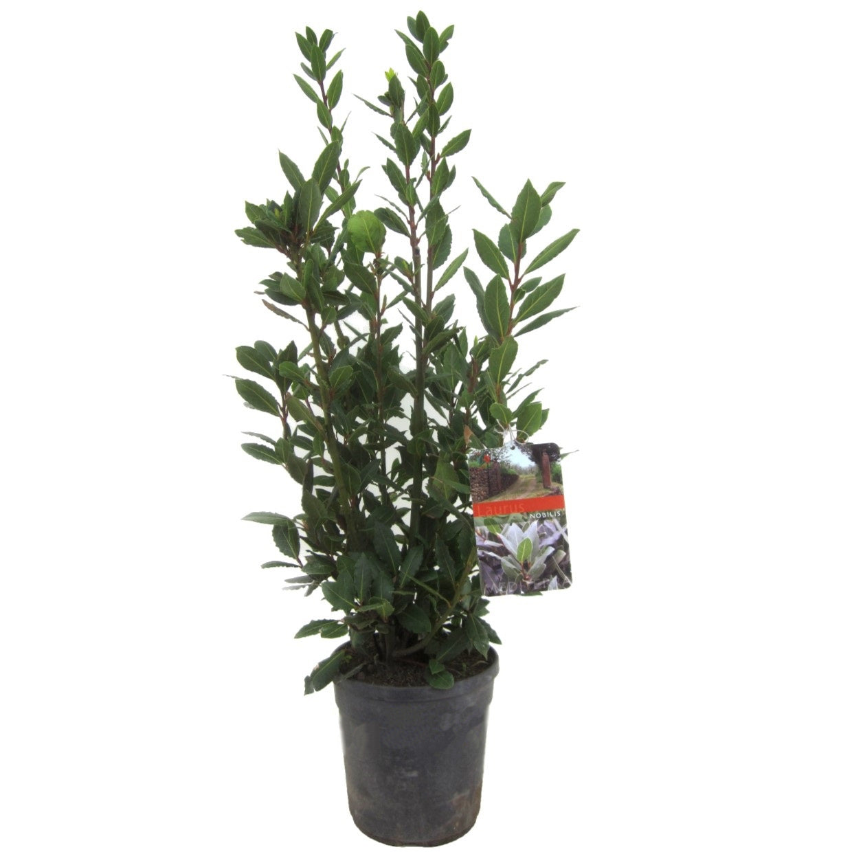Laurier noble - Laurus nobilis - Hauteur 90-100cm - ⌀21cm - TD Plantz