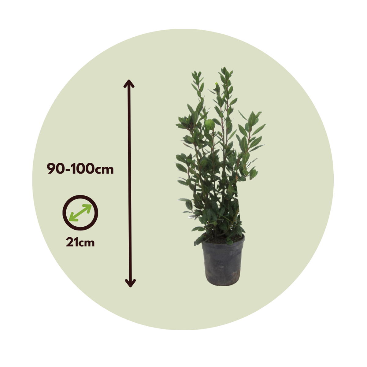 Laurier noble - Laurus nobilis - Hauteur 90-100cm - ⌀21cm - TD Plantz