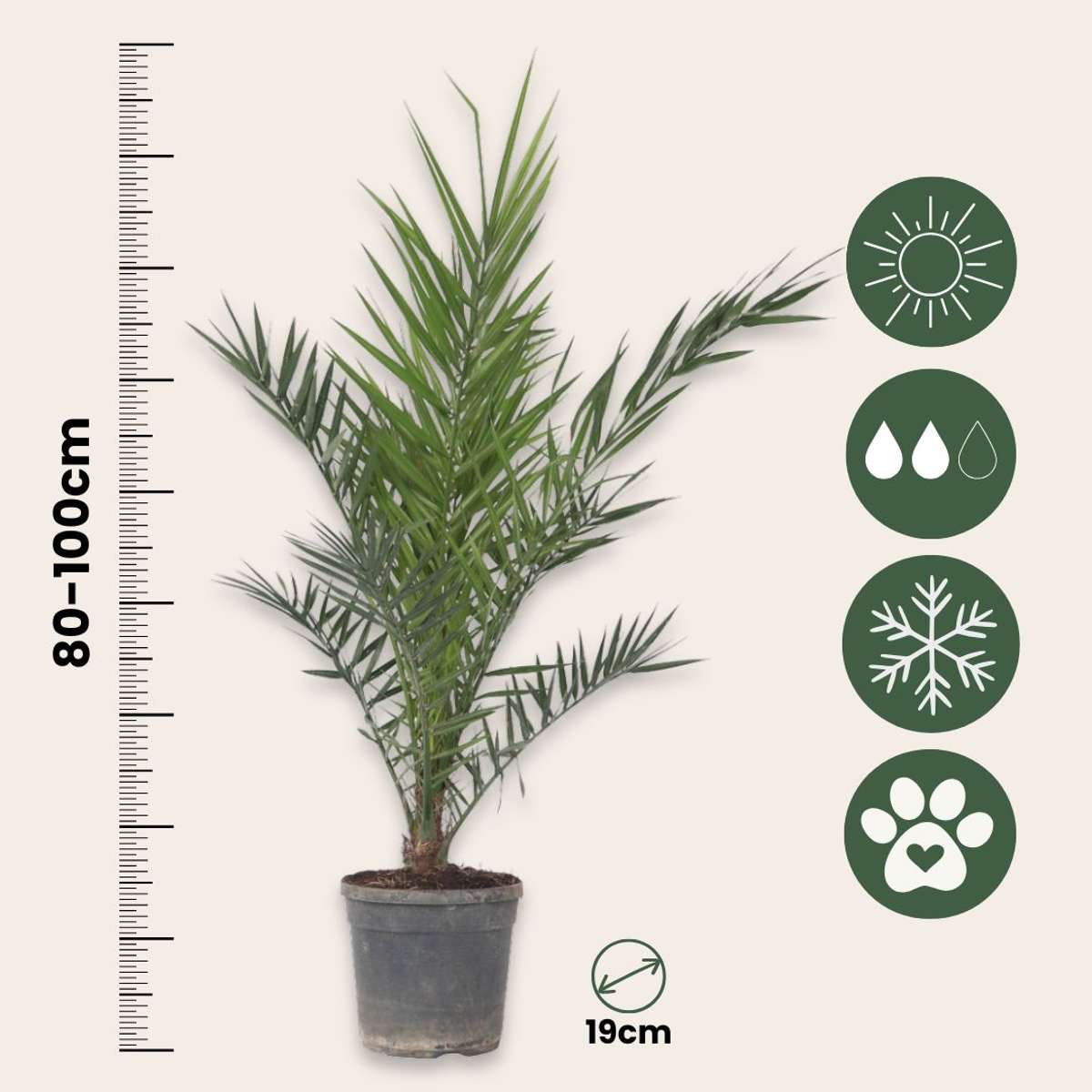 Palmier Dattier nain - Phoenix canariensis - Hauteur 80-100cm - ⌀19cm