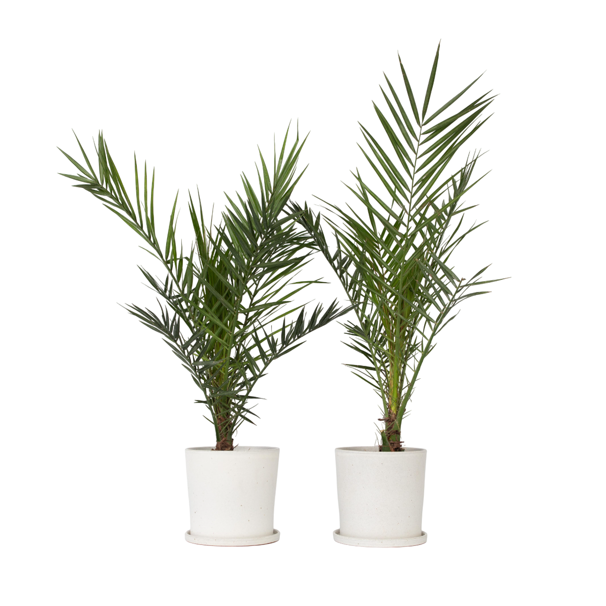 Palmier Dattier nain - Set de 2 - Phoenix canariensis - Hauteur 80-100cm - ⌀19cm