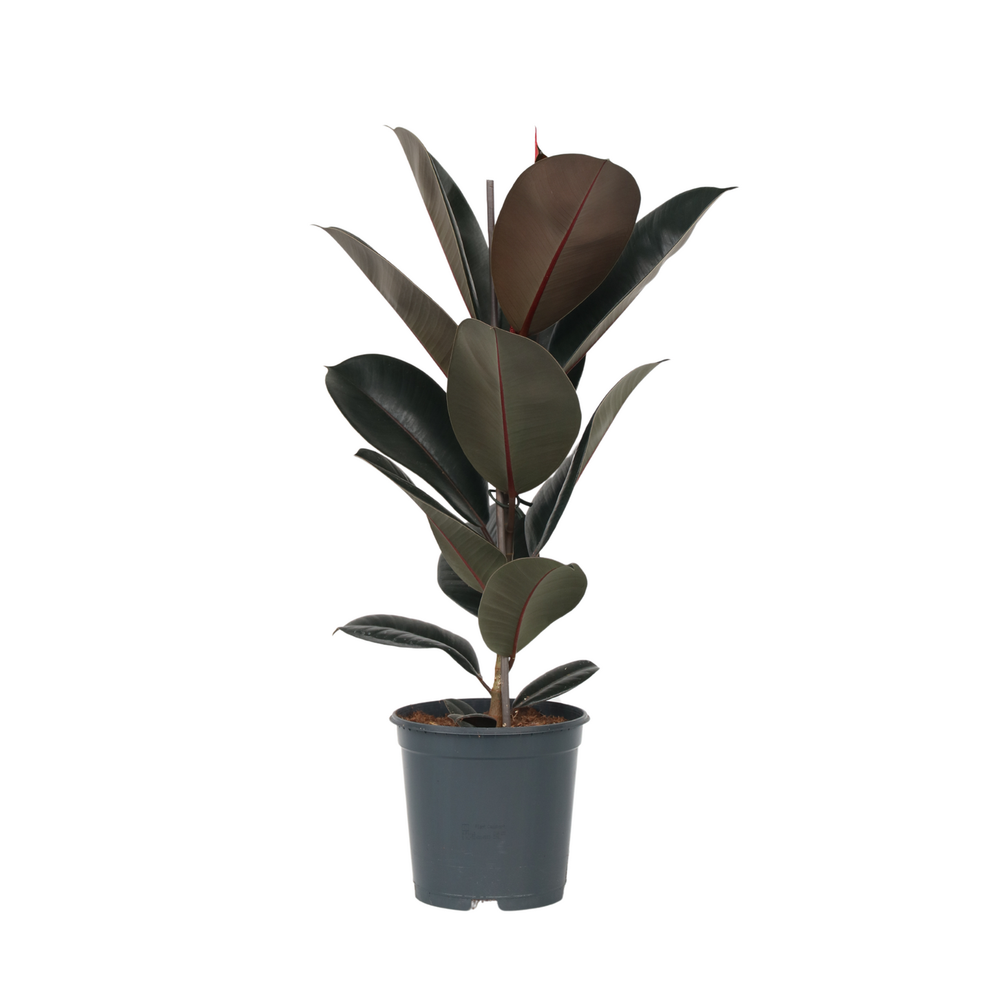 Caoutchouc - Ficus Elastica 'Abidjan' - Hauteur 75-100cm - ⌀24cm