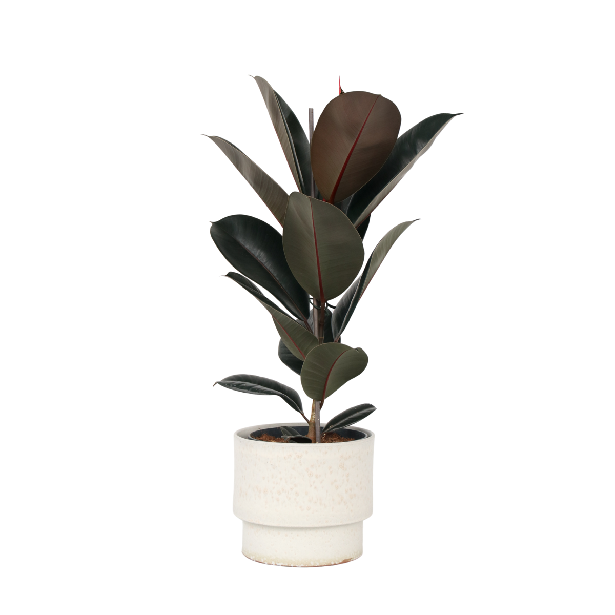 Rubber Plant - Ficus Elastica 'Abidjan' - Height 75-100cm - ⌀24cm