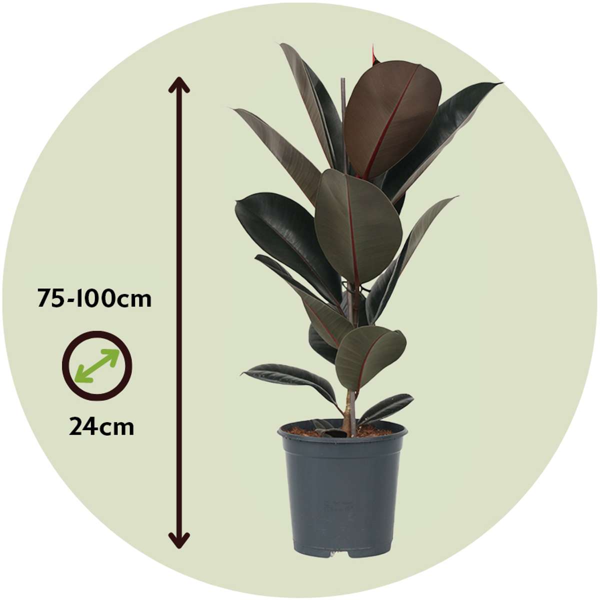 Rubber Plant - Ficus Elastica 'Abidjan' - Height 75-100cm - ⌀24cm