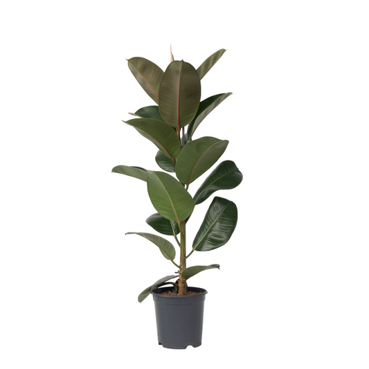 Caoutchouc - Ficus Elastica 'Robusta' - Hauteur 75-100cm - ⌀24cm