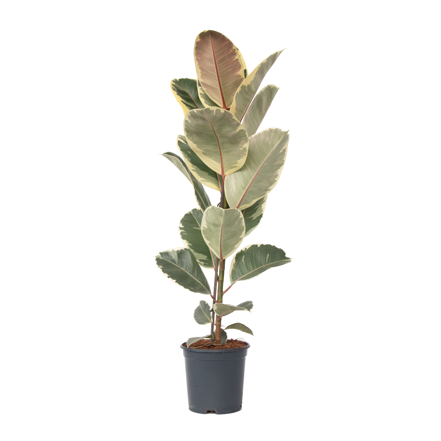 Caoutchouc - Ficus Elastica 'Tineke' - Hauteur 75-100cm - ⌀24cm