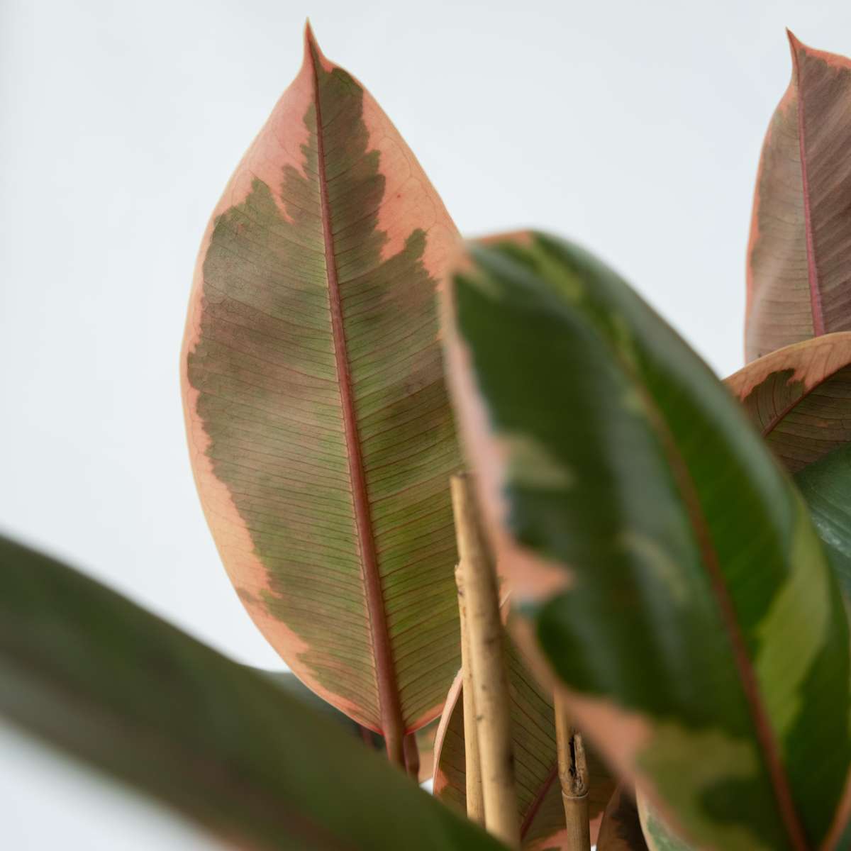 Caoutchouc - Ficus Elastica 'Belize' - Hauteur 75-100cm - ⌀24cm