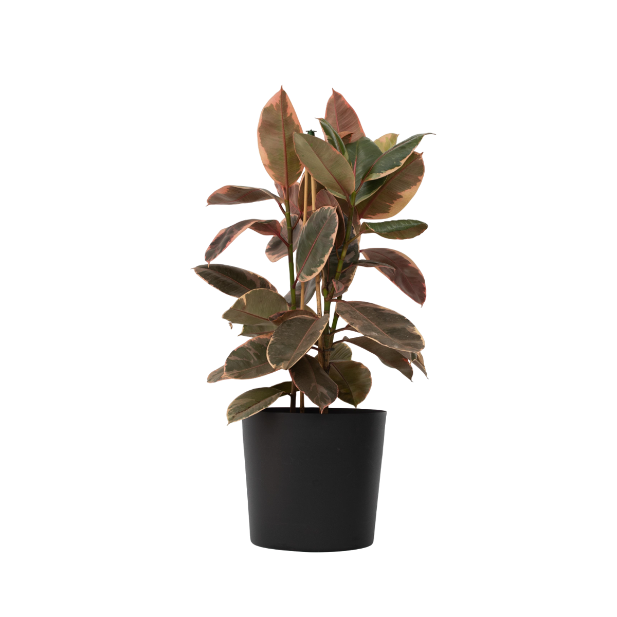 Caoutchouc - Ficus Elastica 'Belize' - Hauteur 75-100cm - ⌀24cm