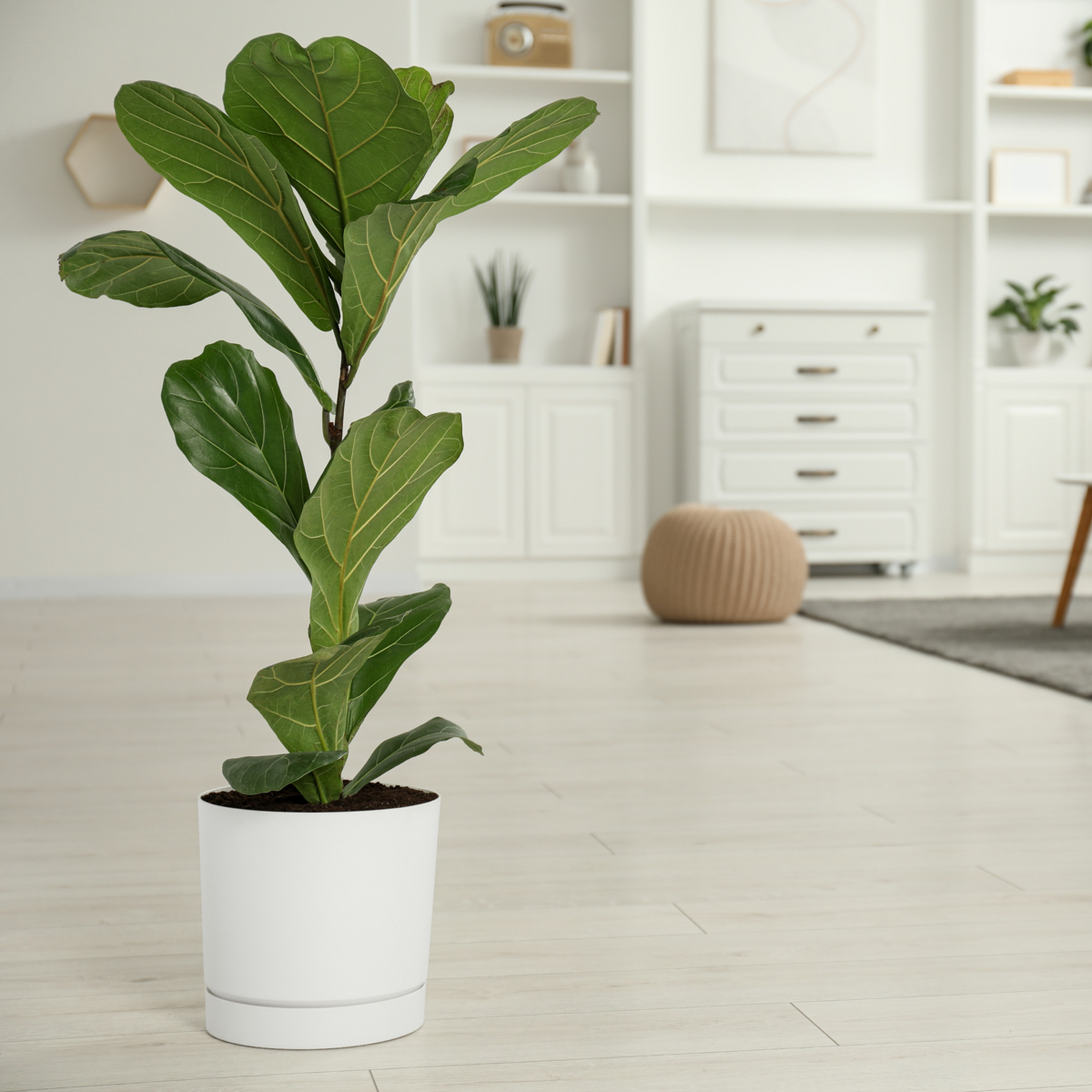Fiddle-leaf fig - 2 pcs. - Ficus Lyrata - Height 70-80cm - ⌀19cm