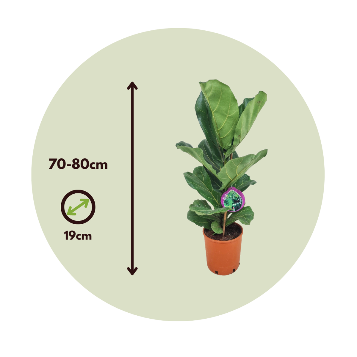 Fiddle-leaf fig - 2 pcs. - Ficus Lyrata - Height 70-80cm - ⌀19cm