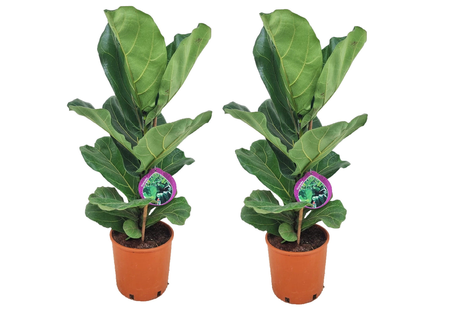 Fiddle-leaf fig - 2 pcs. - Ficus Lyrata - Height 70-80cm - ⌀19cm