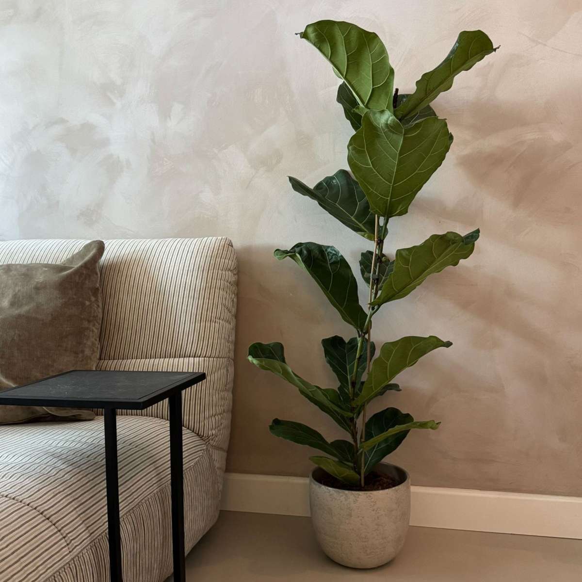 Figuier à Feuilles de Violon - Ficus Lyrata - Hauteur 80-100cm - ⌀24cm