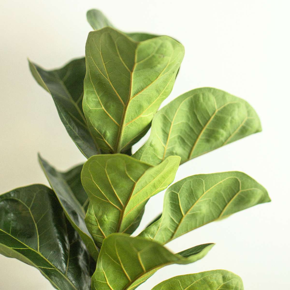 Figuier à Feuilles de Violon - Ficus Lyrata - Hauteur 80-100cm - ⌀24cm