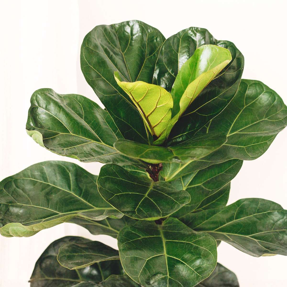 Figuier à Feuilles de Violon - Ficus Lyrata - Hauteur 80-100cm - ⌀24cm