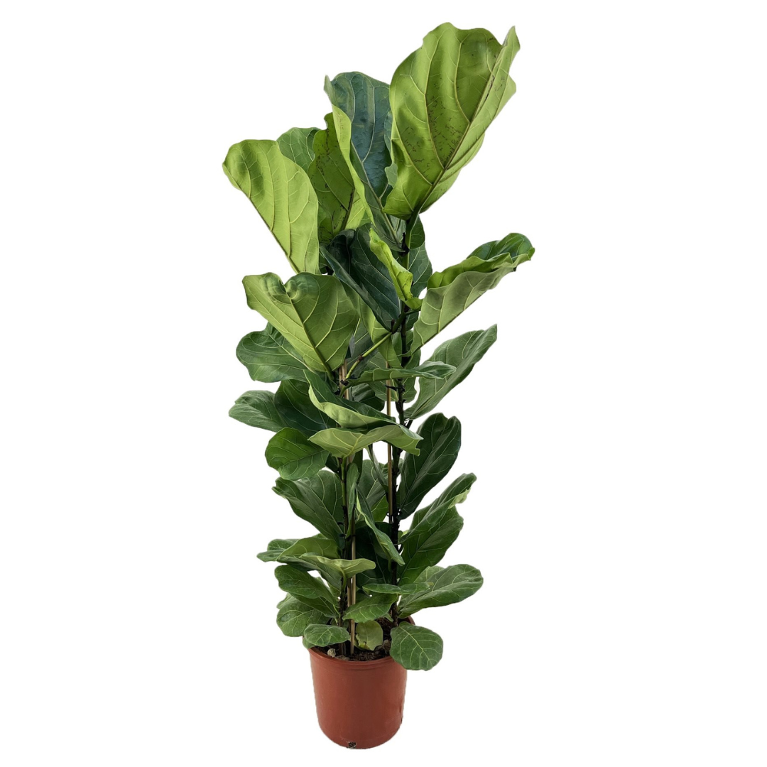 Fiddle-leaf fig - Ficus Lyrata - Height 80-100cm - ⌀24cm