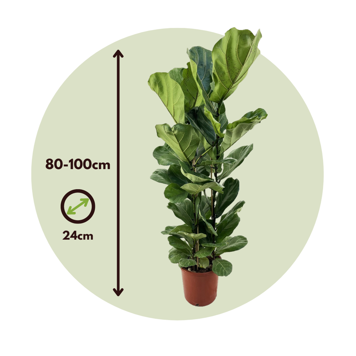 Fiddle-leaf fig - Ficus Lyrata - Height 80-100cm - ⌀24cm