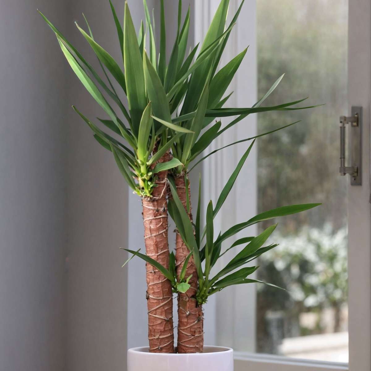 Common Yucca - Yucca elephantipes - Height 130-140cm - ⌀24cm