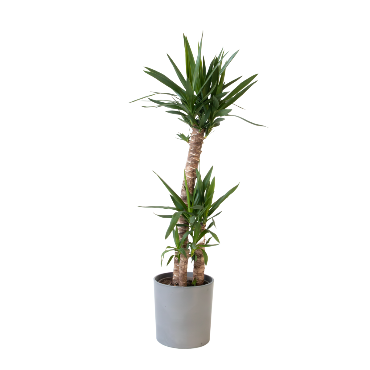 Common Yucca - Yucca elephantipes - Height 130-140cm - ⌀24cm
