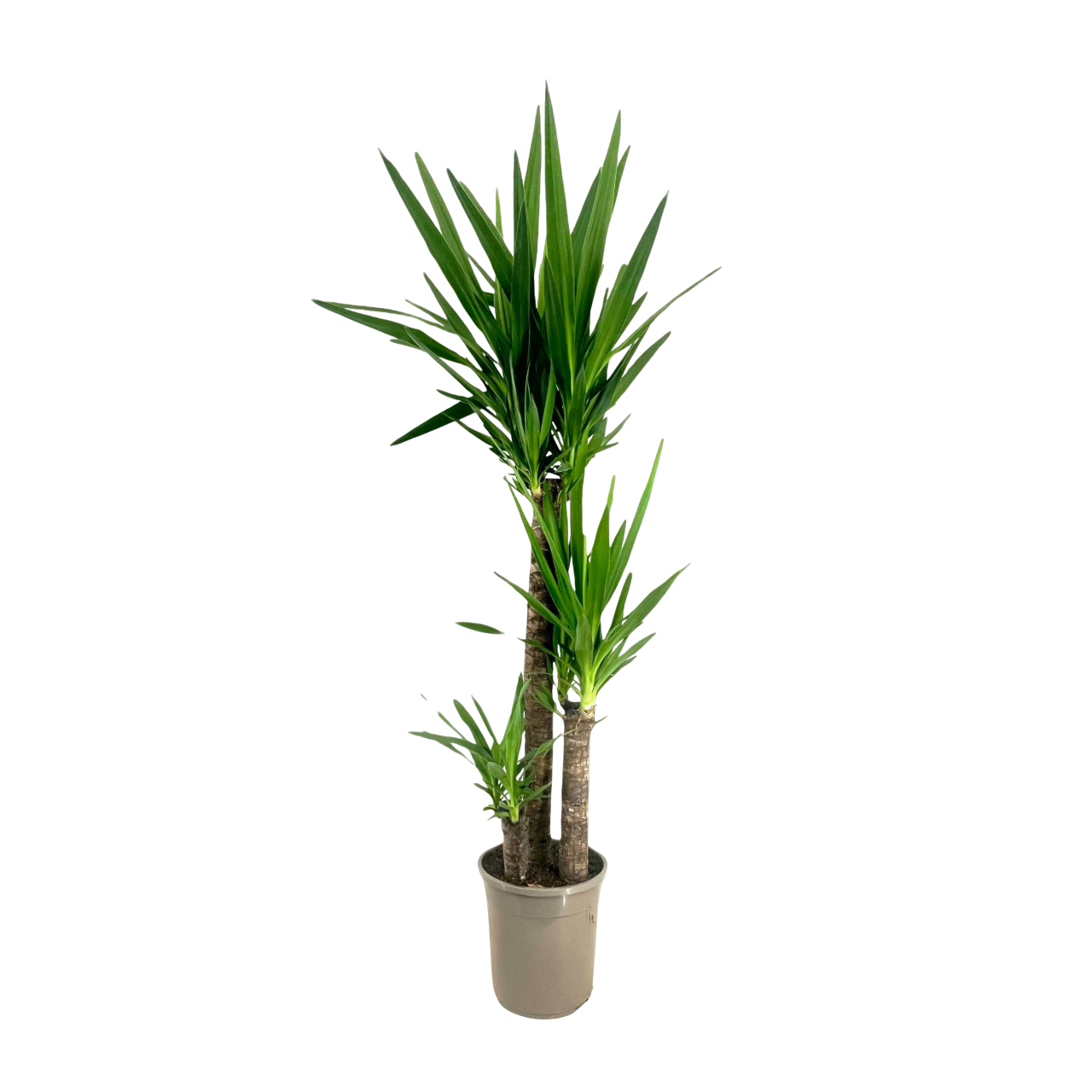 Common Yucca - Yucca elephantipes - Height 130-140cm - ⌀24cm
