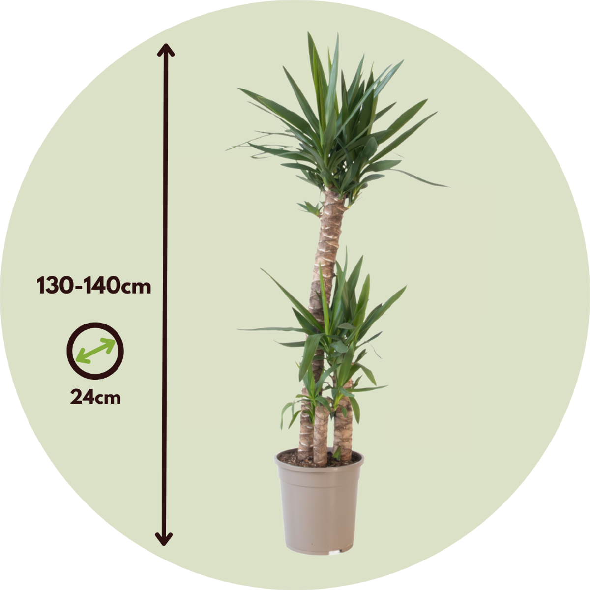 Common Yucca - Yucca elephantipes - Height 130-140cm - ⌀24cm