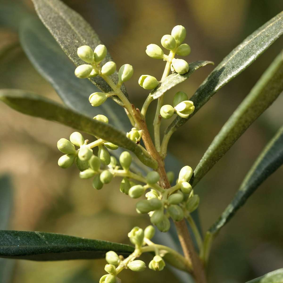 Olivier - Olea europaea - Hauteur 155-170cm - ⌀27cm