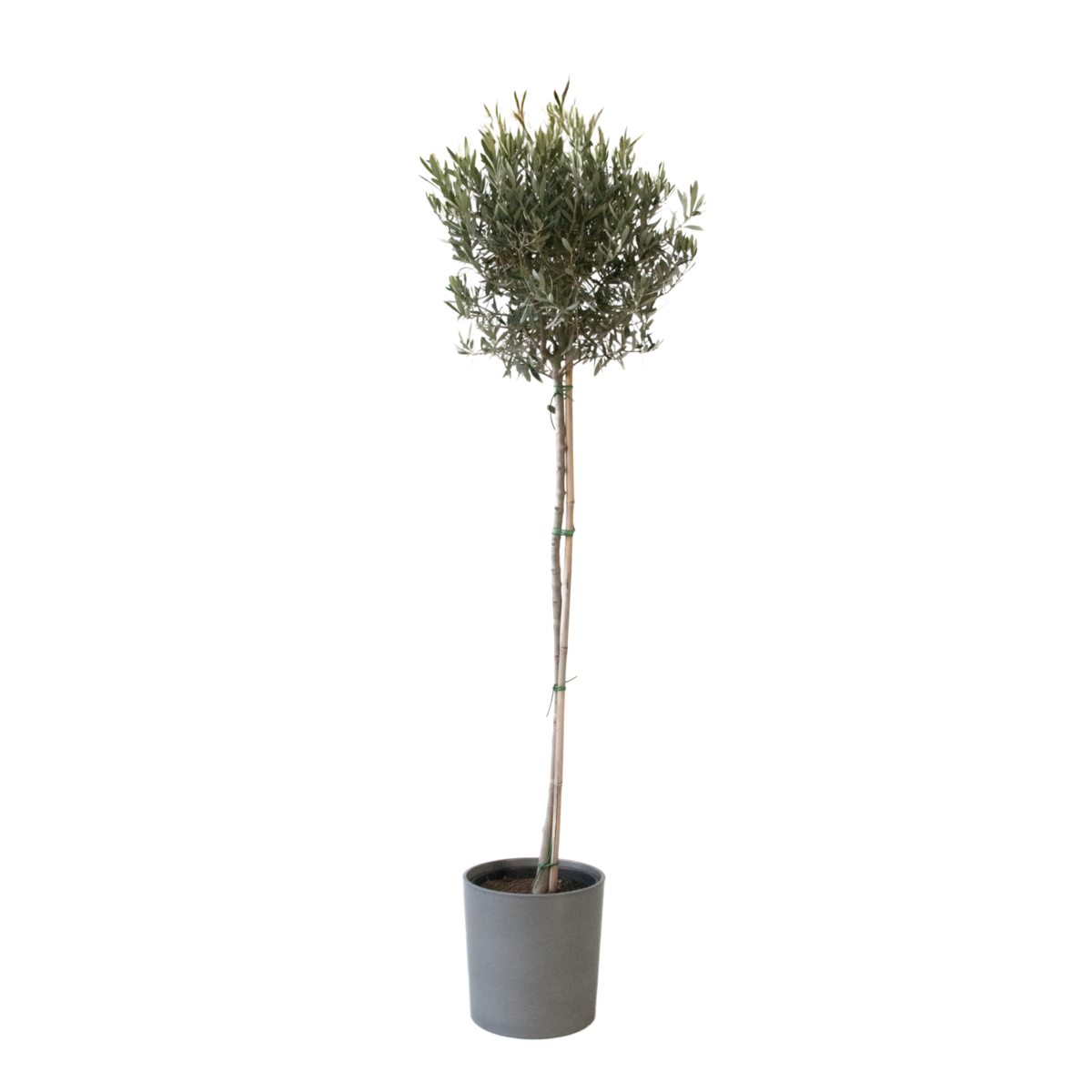 Olivier - Olea europaea - Hauteur 155-170cm - ⌀27cm