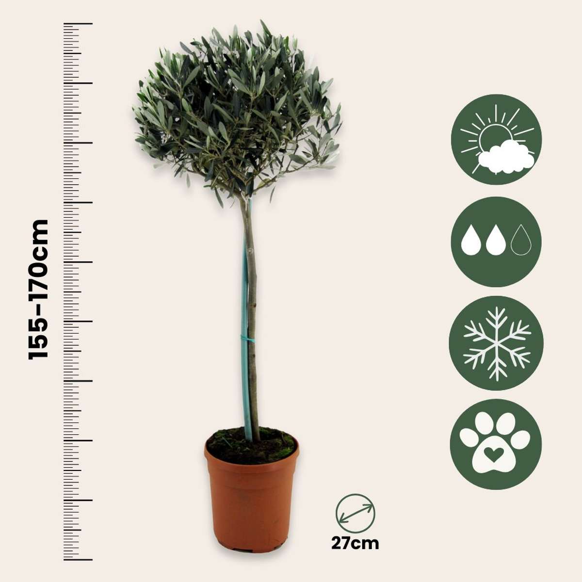 Olivier - Olea europaea - Hauteur 155-170cm - ⌀27cm