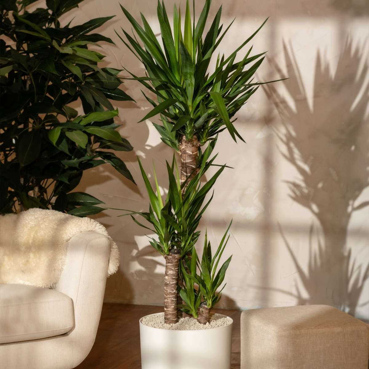 Common Yucca - Yucca elephantipes - Height 150-170cm - ⌀27cm
