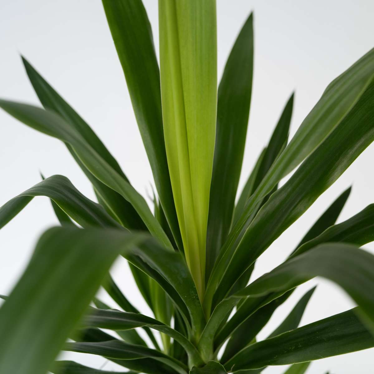 Common Yucca - Yucca elephantipes - Height 150-170cm - ⌀27cm