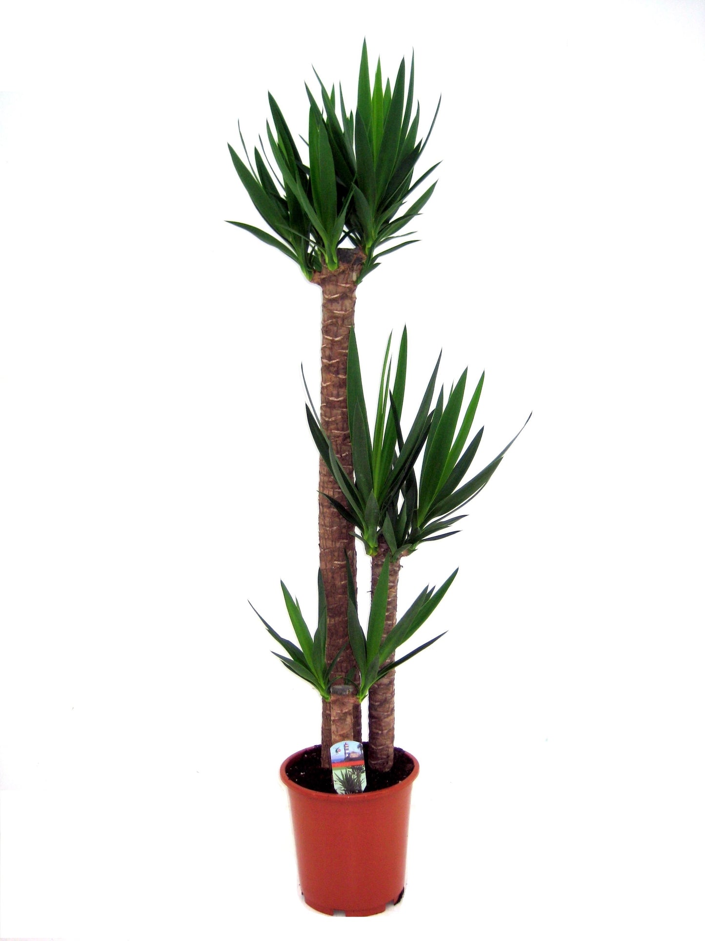 Common Yucca - Yucca elephantipes - Height 150-170cm - ⌀27cm