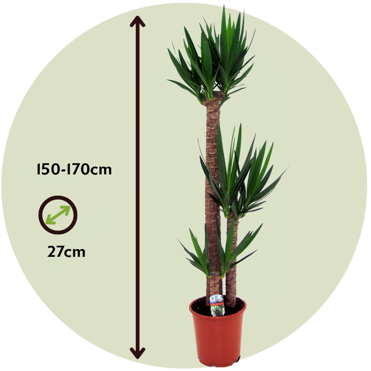 Common Yucca - Yucca elephantipes - Height 150-170cm - ⌀27cm