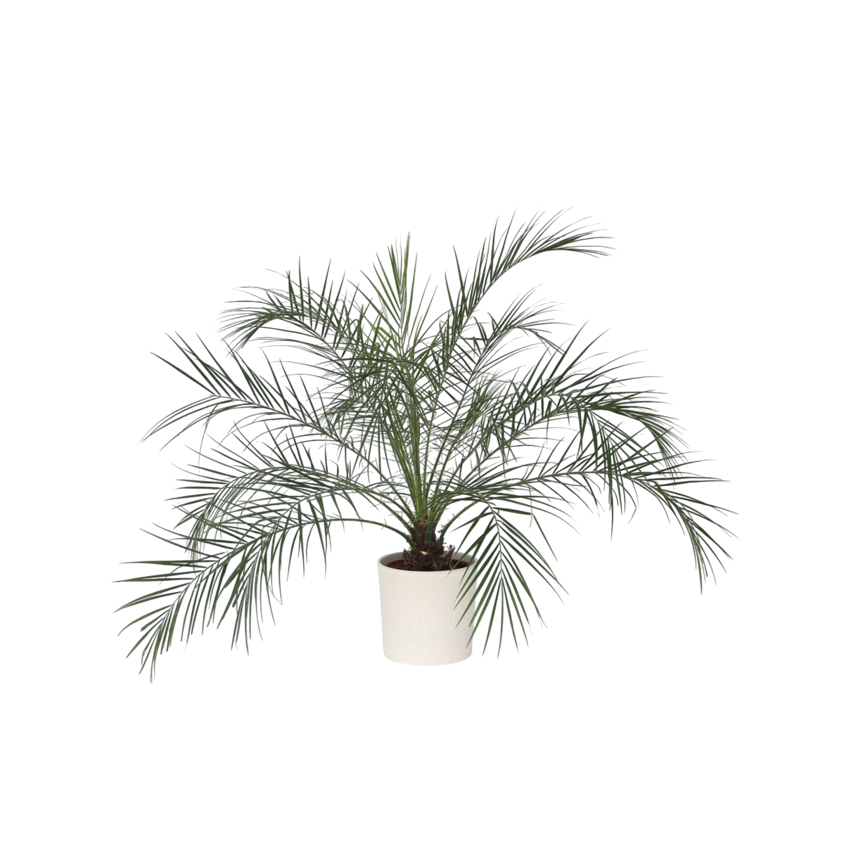 Palmier Dattier nain - Phoenix roebelenii - Hauteur 80-90cm - ⌀21cm