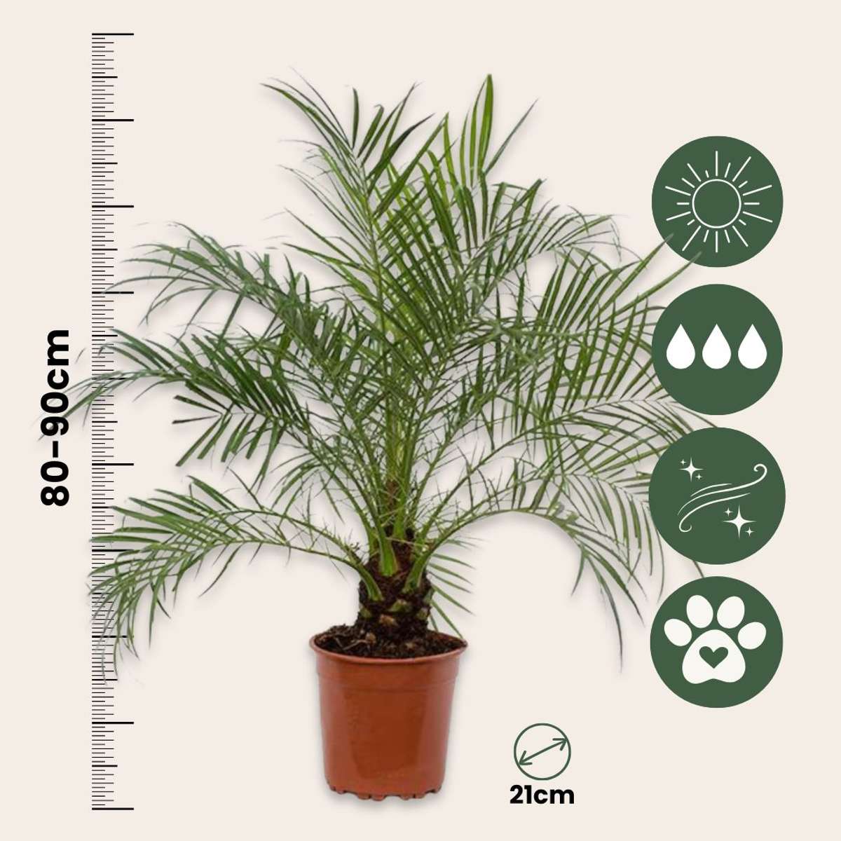 Palmier Dattier nain - Phoenix roebelenii - Hauteur 80-90cm - ⌀21cm