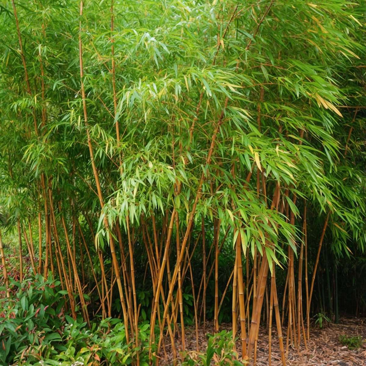Golden Bamboo - Phyllostachys 'Aurea' - Height 160-170cm - ⌀28cm