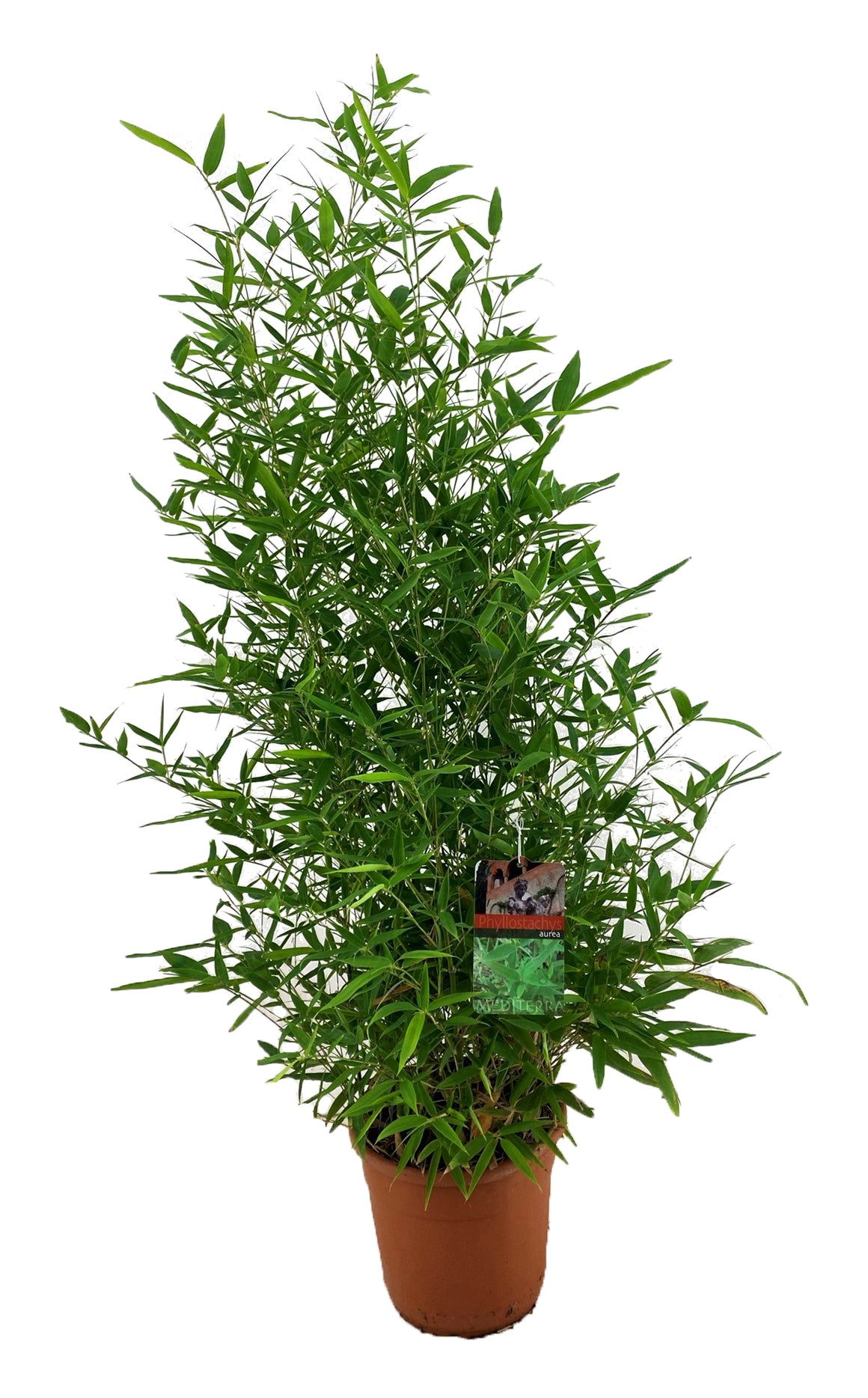 Golden Bamboo - Phyllostachys 'Aurea' - Height 160-170cm - ⌀28cm