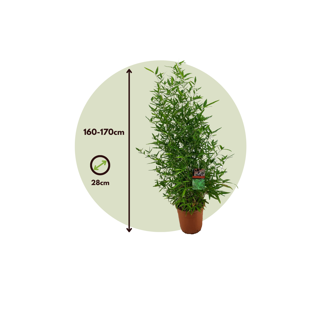 Golden Bamboo - Phyllostachys 'Aurea' - Height 160-170cm - ⌀28cm
