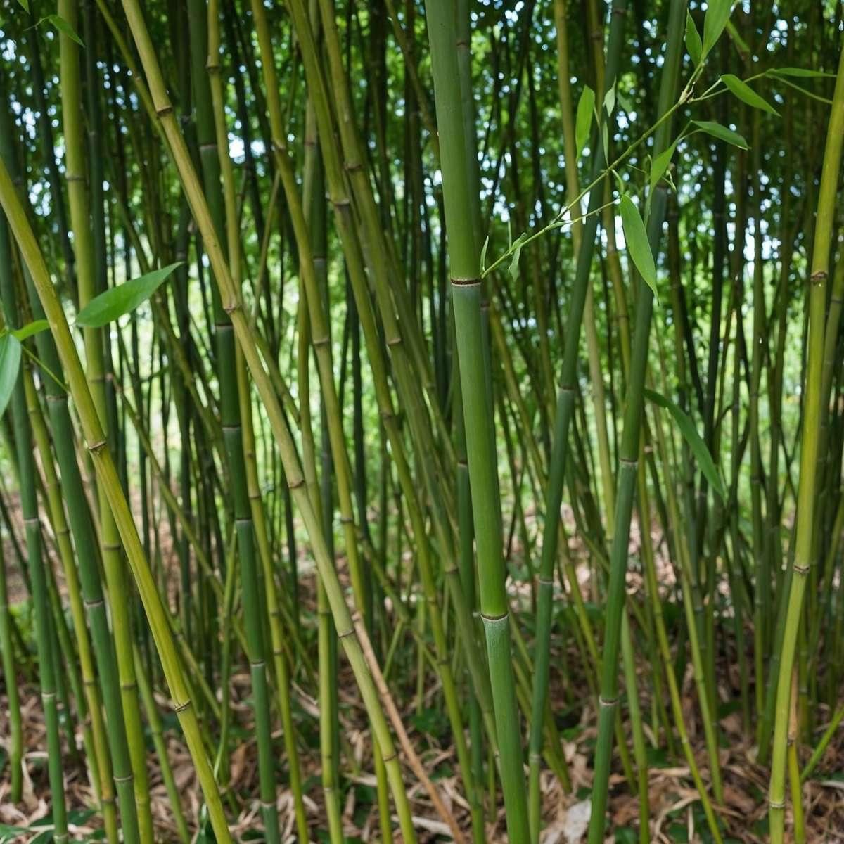 Golden Bamboo - Phyllostachys 'Bisetti' - Height 160-170cm - ⌀28cm