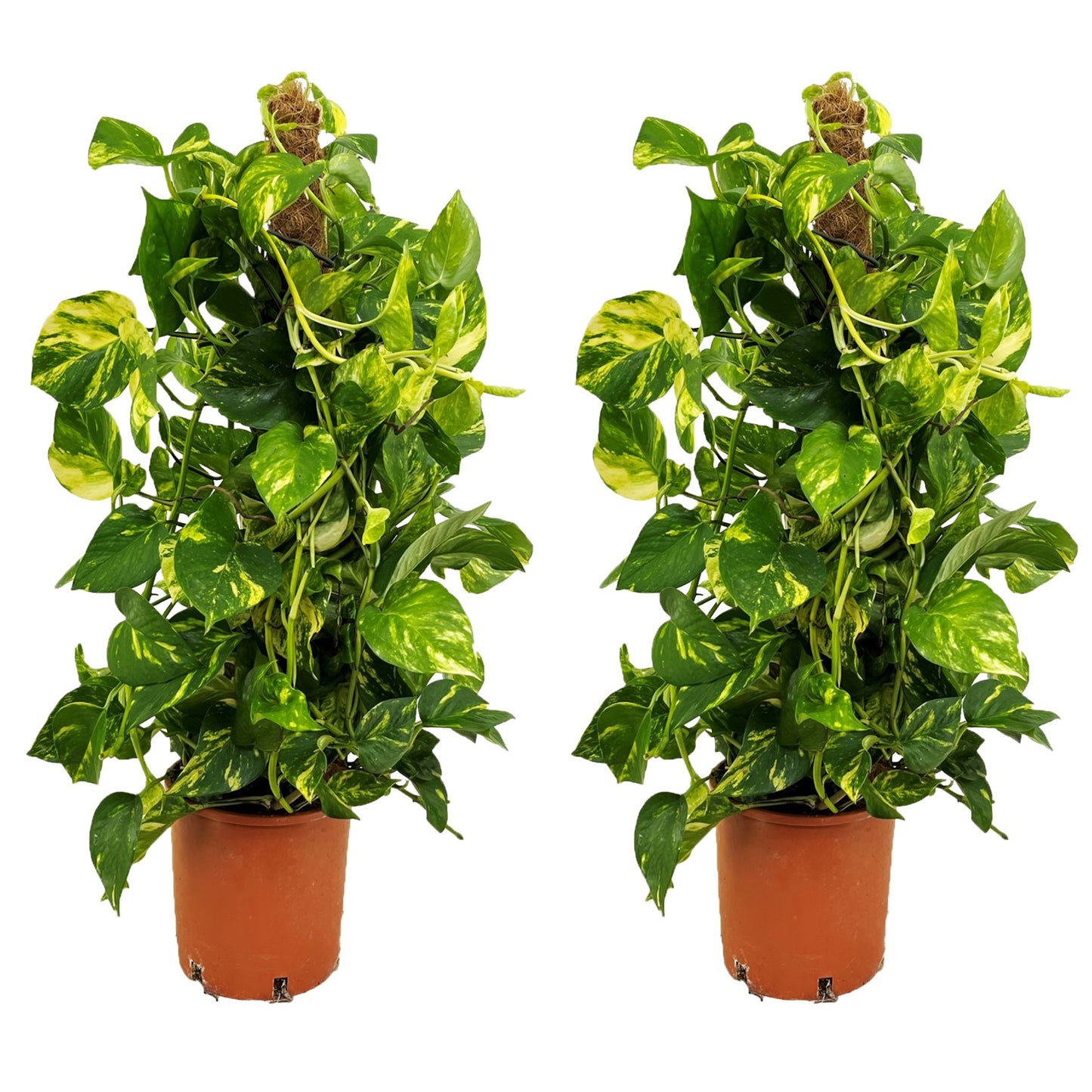 Golden Pothos - 2 pcs. - Epipremnum Scindapsus 'Aureum' - Height 80-90cm - ⌀21cm