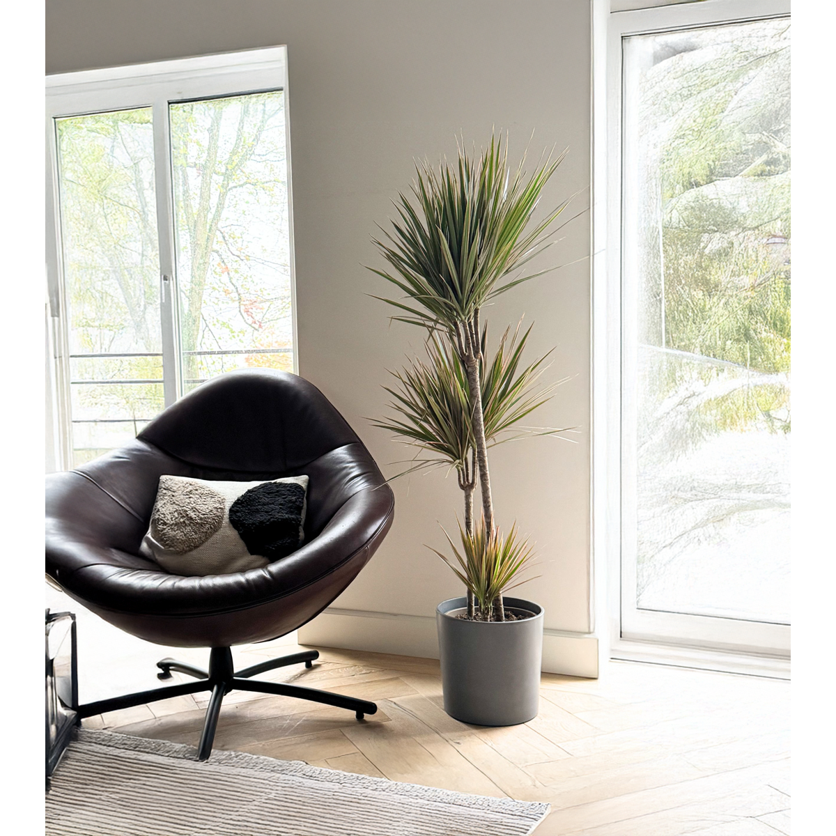 Dragonnier - Dracaena marginata 'Bicolor' - Hauteur 110-130cm - ⌀24cm