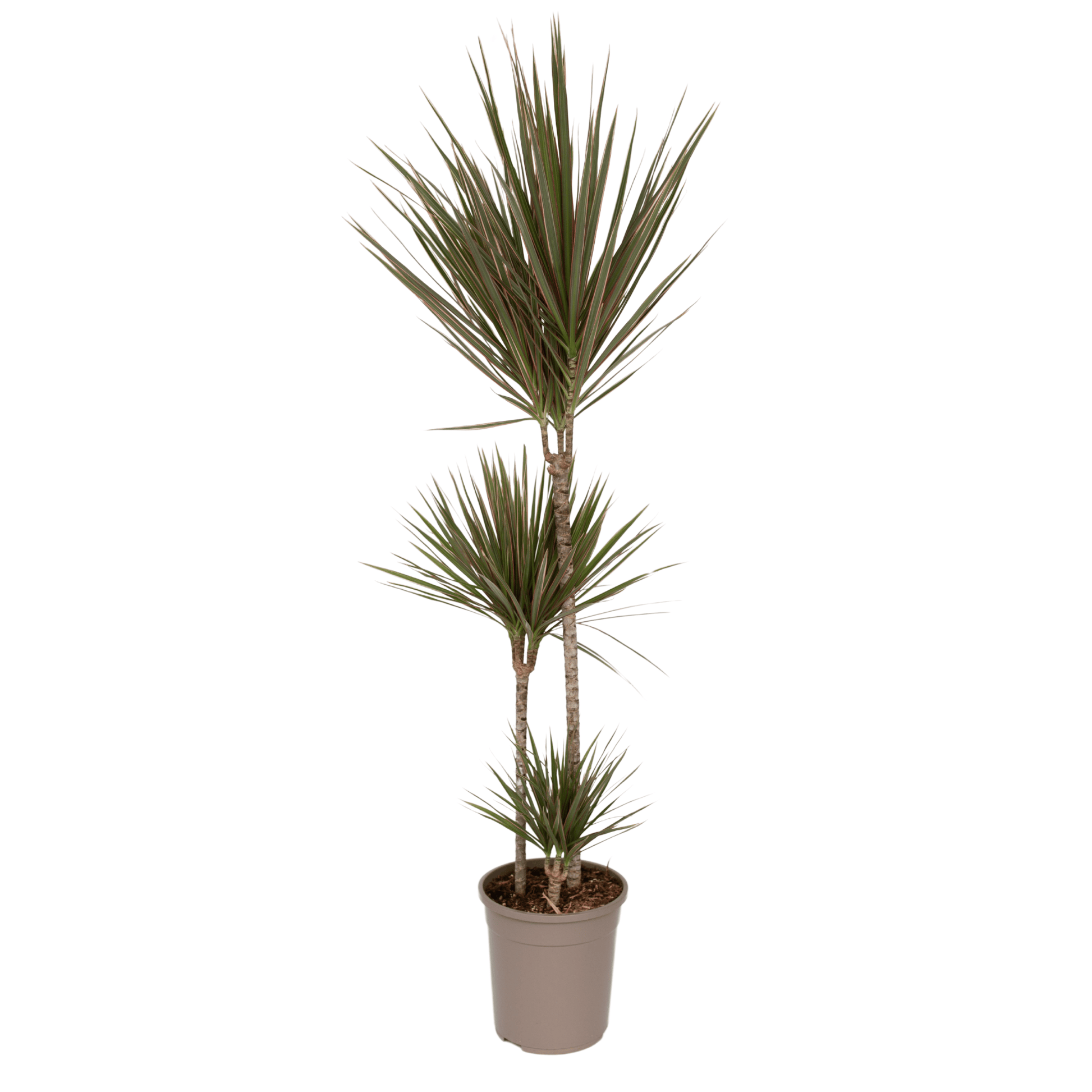 Dragonnier - Dracaena marginata 'Bicolor' - Hauteur 110-130cm - ⌀24cm - TD Plantz