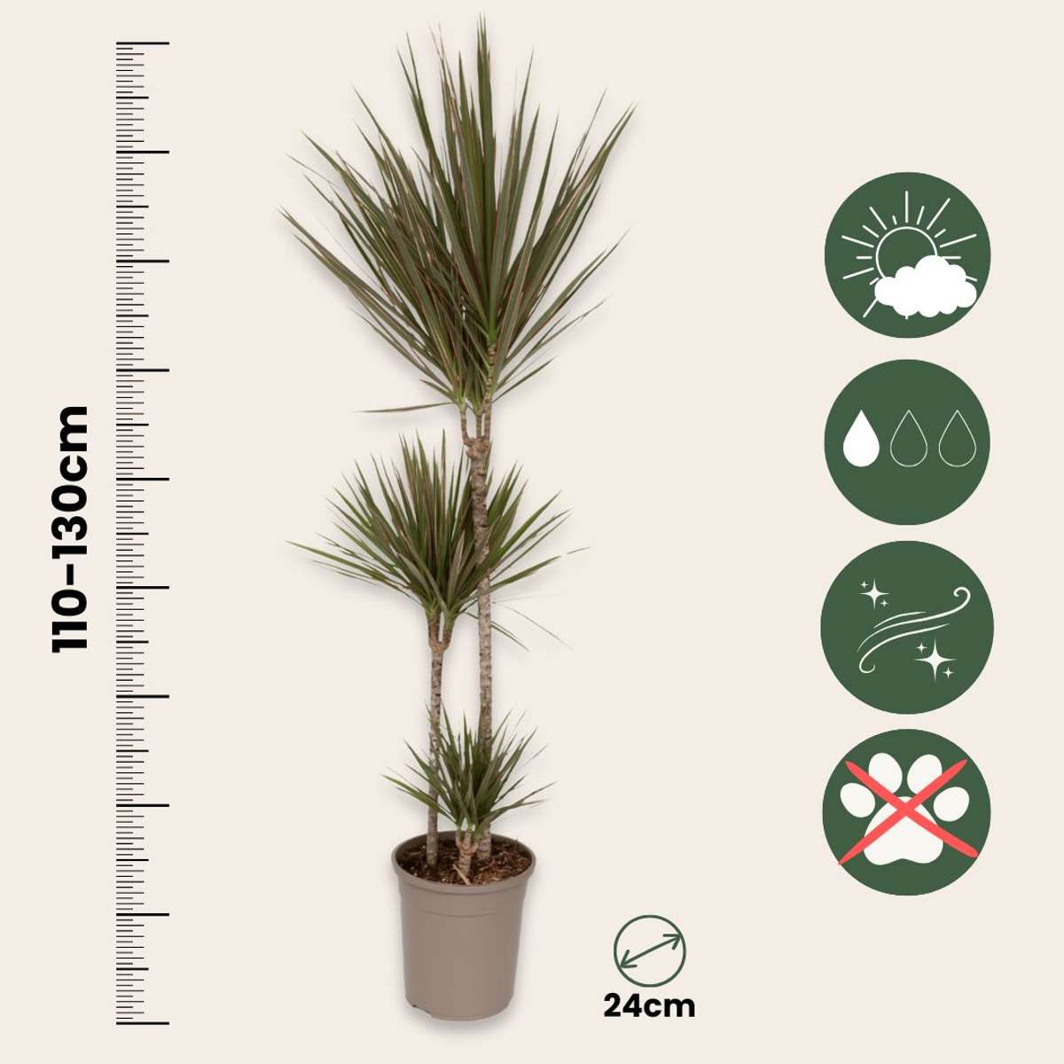 Dragonnier - Dracaena marginata 'Bicolor' - Hauteur 110-130cm - ⌀24cm - TD Plantz