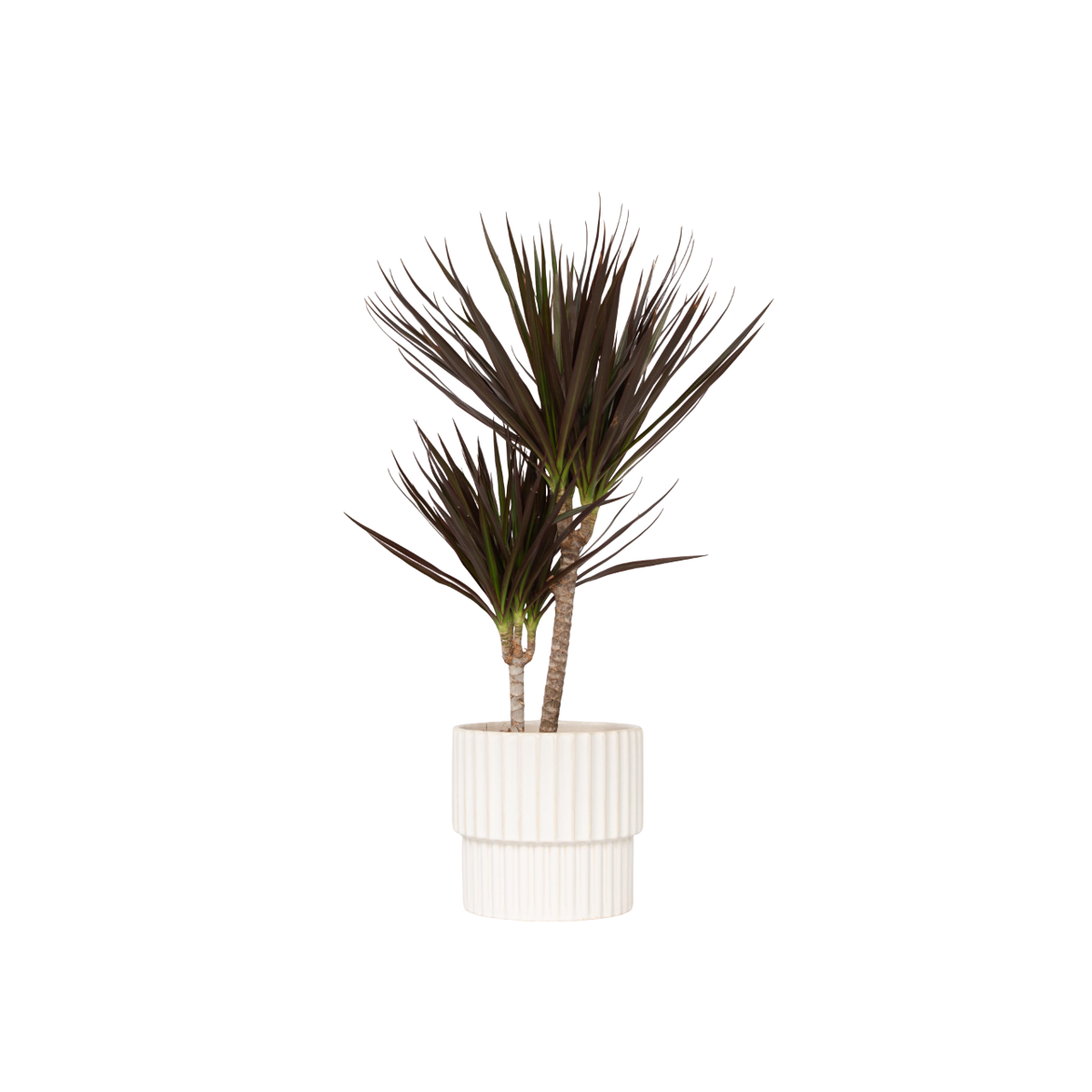 Dragonnier - Dracaena marginata 'Magenta' - Hauteur 70-80cm - ⌀17cm - TD Plantz