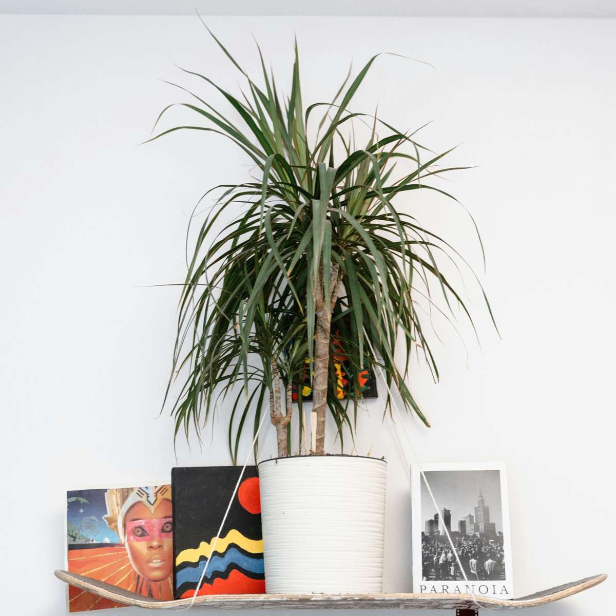 Dragonnier - Set de 2 - Dracaena marginata 'Magenta' - Hauteur 70-80cm - ⌀17cm