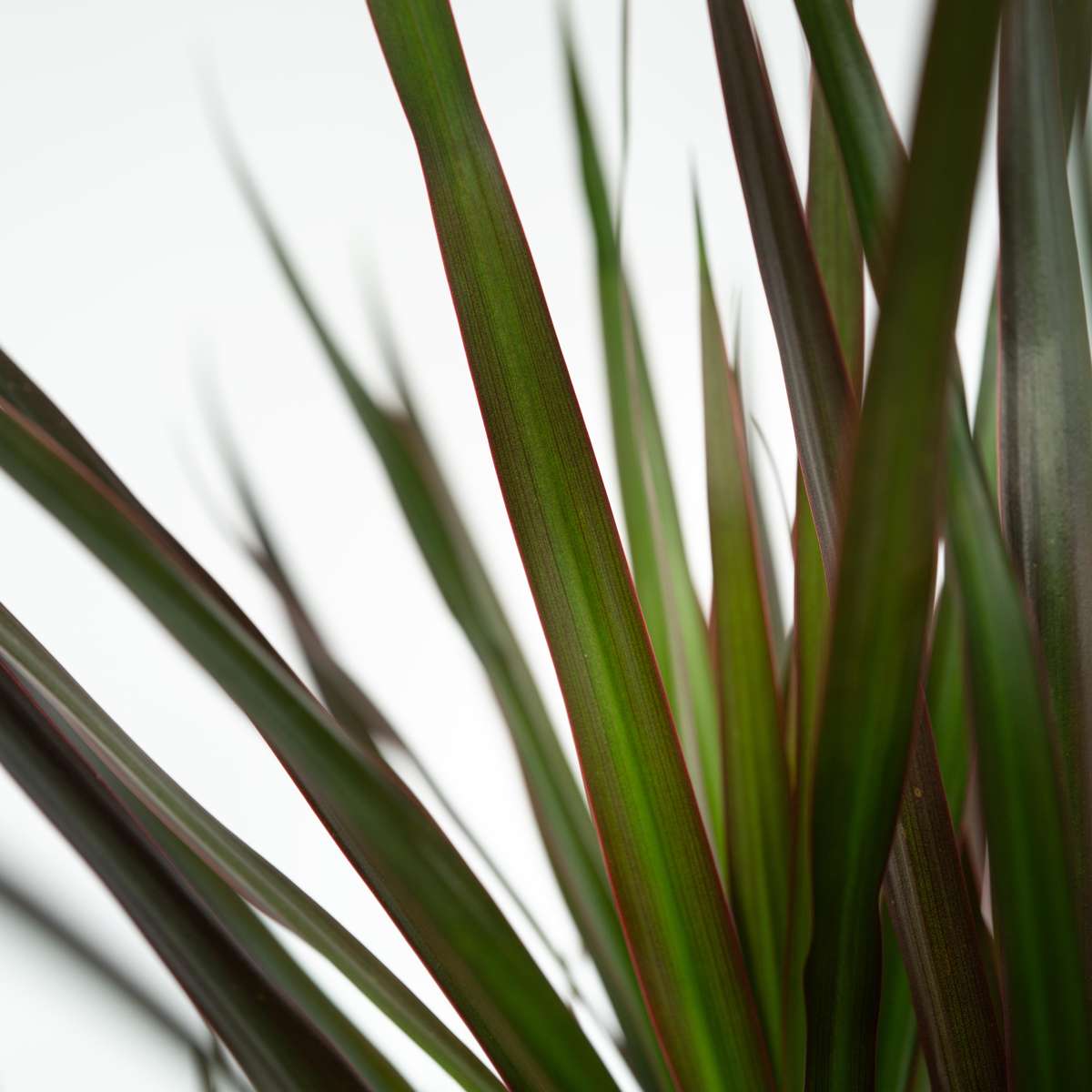 Dragonnier - Set de 2 - Dracaena marginata 'Magenta' - Hauteur 70-80cm - ⌀17cm
