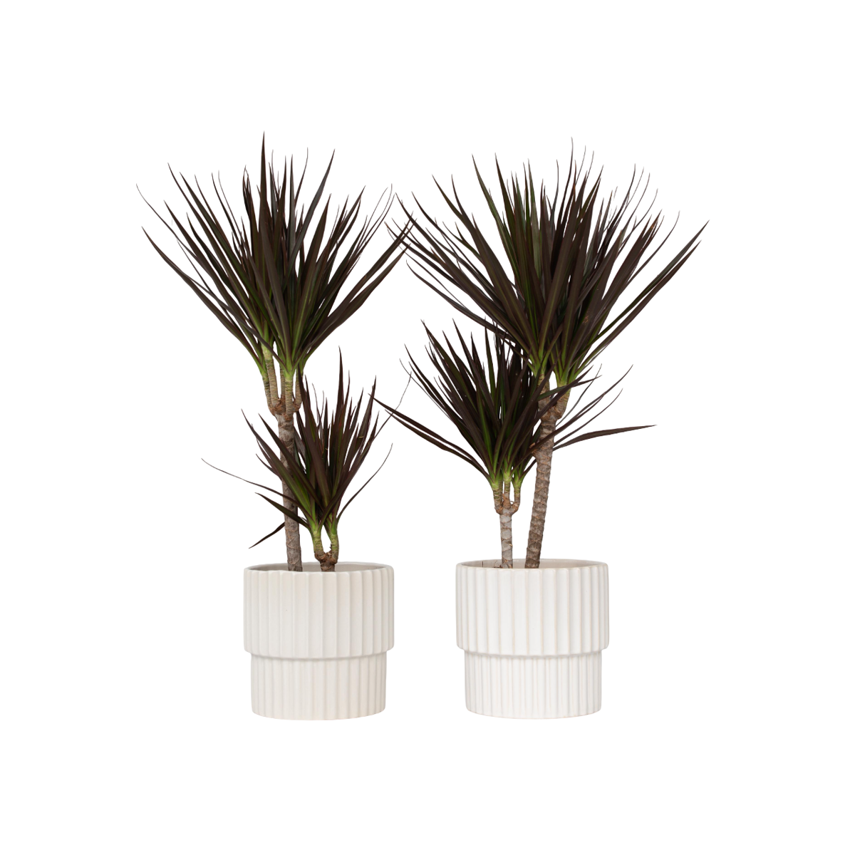 Dragonnier - Set de 2 - Dracaena marginata 'Magenta' - Hauteur 70-80cm - ⌀17cm