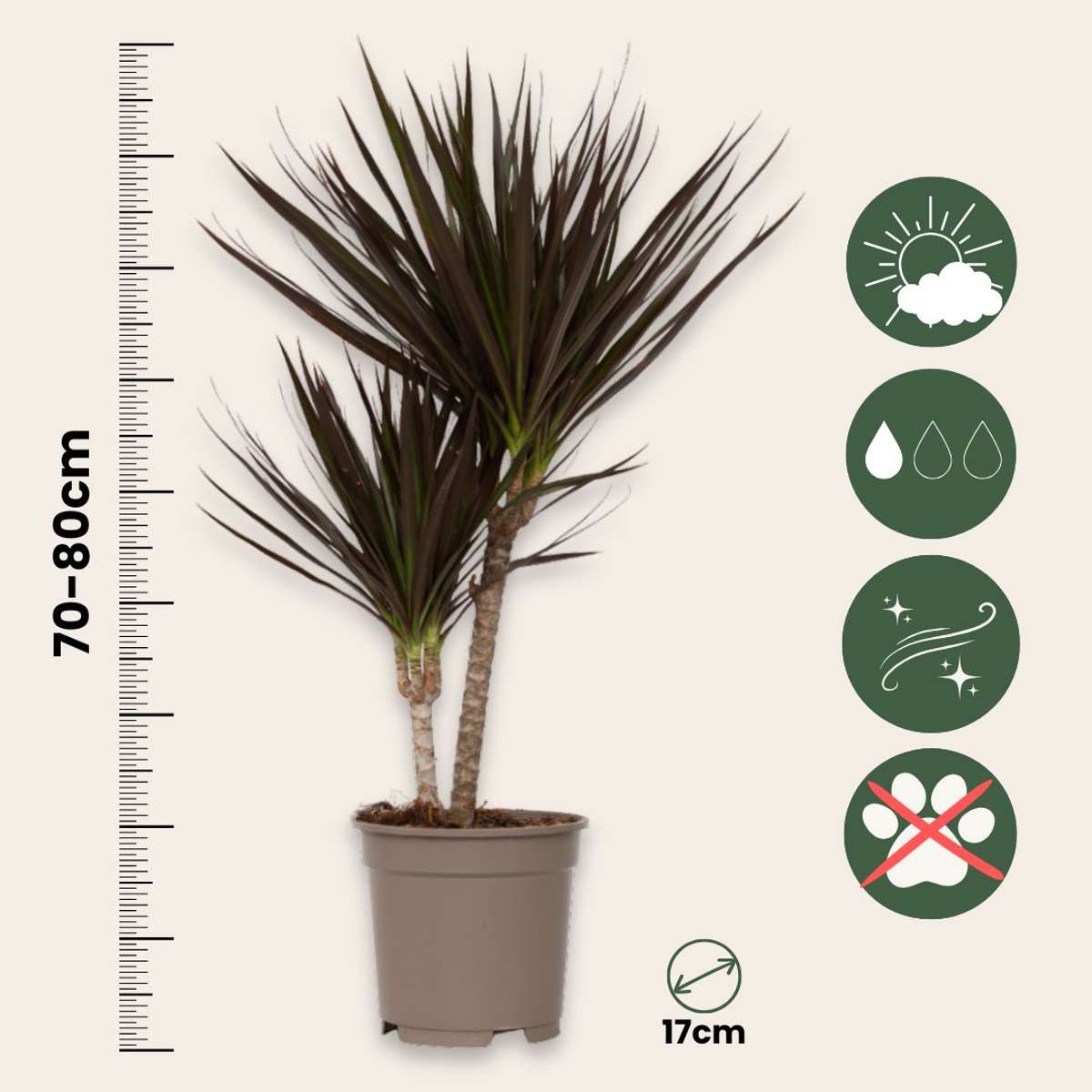 Dragonnier - Set de 2 - Dracaena marginata 'Magenta' - Hauteur 70-80cm - ⌀17cm
