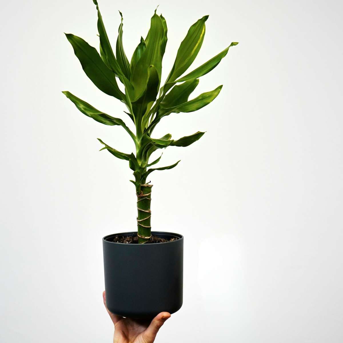 Dragonnier - Set de 2 - Dracaena Deremensis 'Warneckei' - H60-70cm - ⌀17cm